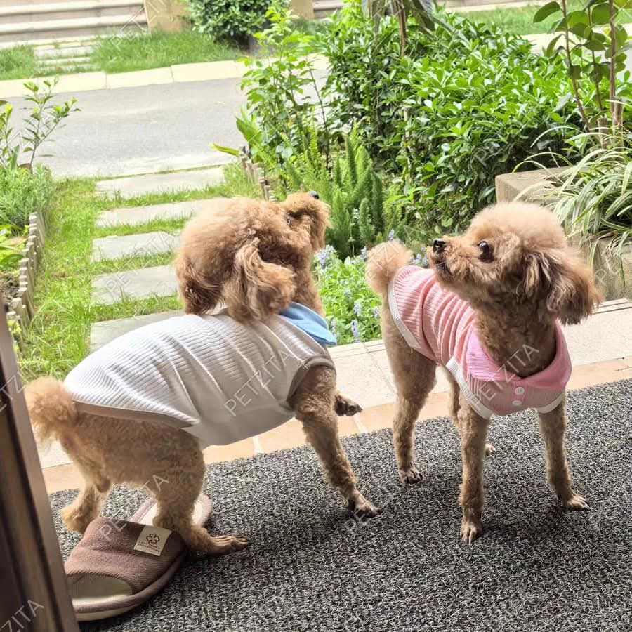 🇹🇭พร้อมส่ง🇹🇭🥰เสื้อแขนกุด***คอปกโปโลไหมพรมผ้าร่อง สีพาสเทลทูโทน ~ เสื้อสุนัข ชุดหมา ชุดแมว สัตว์เลี้ยง