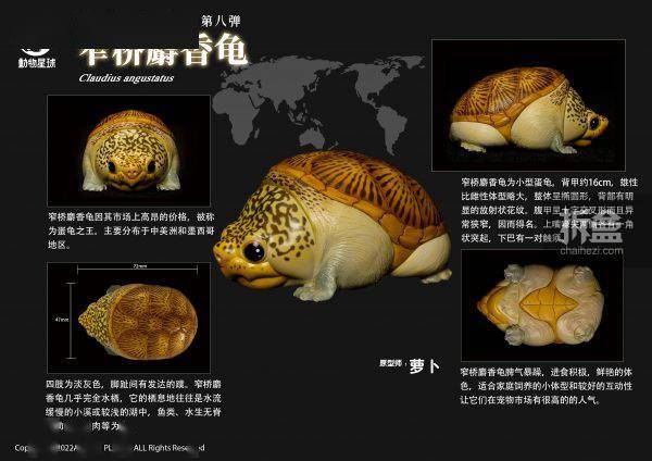 [สั่งจอง]Animal Planet : Heart Wide Body Fat Eighth Reptile Figure Static Animal Model