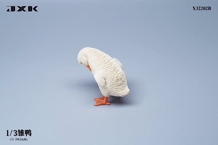 [สั่งจอง]JXK : Scottish Fold/Chckling/Duckling