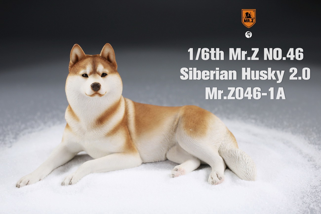 [สั่งจอง] MR. Z Animal Model MRZ046 1/6th Siberian Husky2.0（8 models in total）