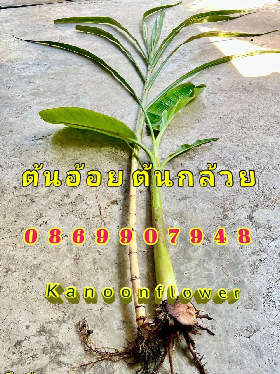 ต้นอ้อยต้นกล้วย (ขันหมาก)