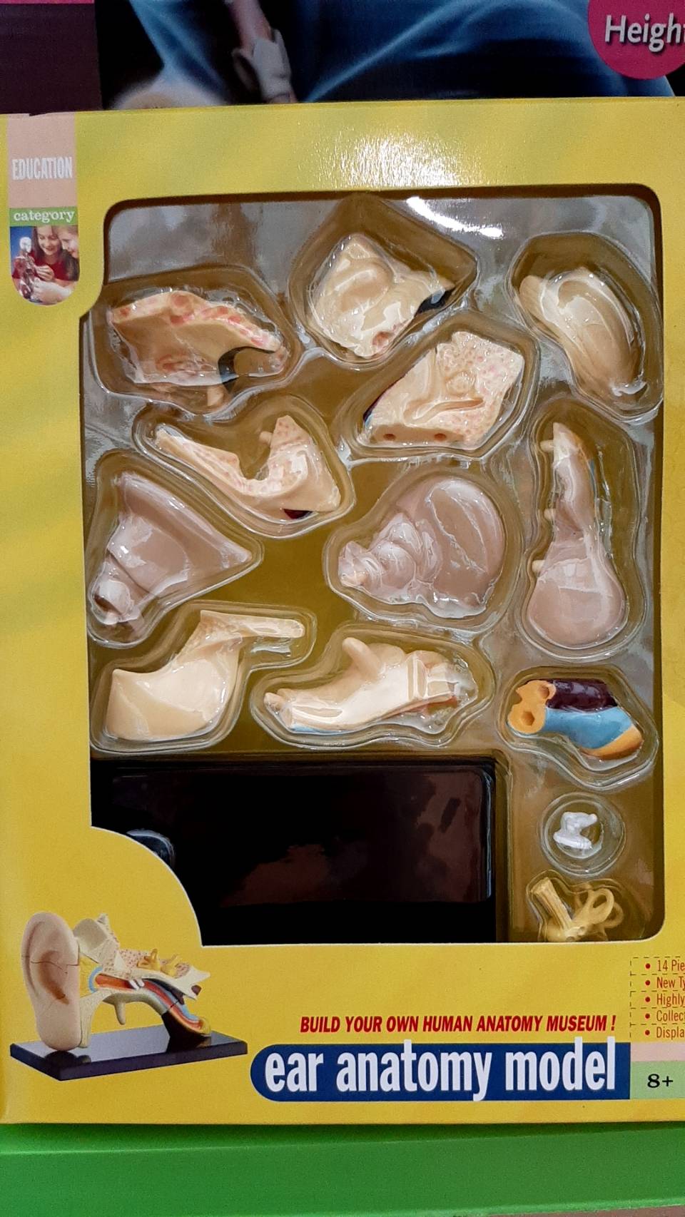 โมเดลหู โครงสร้างหูจำลอง model ear, สื่อการสอน, วิทยาศาสตร์ ทดลอง, พร้อมส่ง