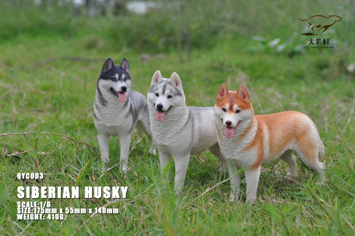 [สั่งจอง]QuanYingCun QYC003 A/B/C/D 1/6 : Husky