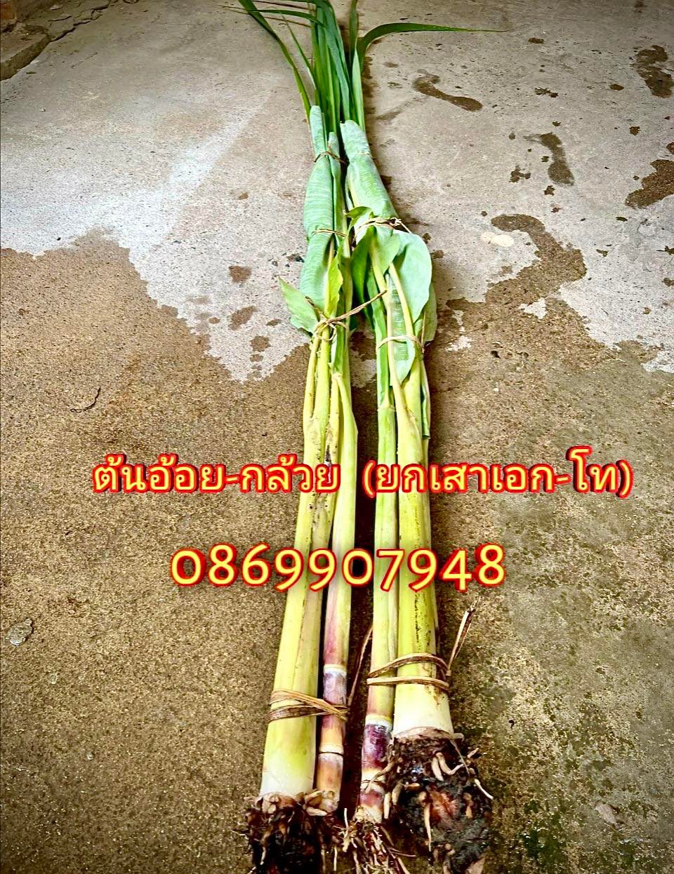 ต้นอ้อย ต้นกล้วย (ขันหมาก) (ทรงเครื่อง)