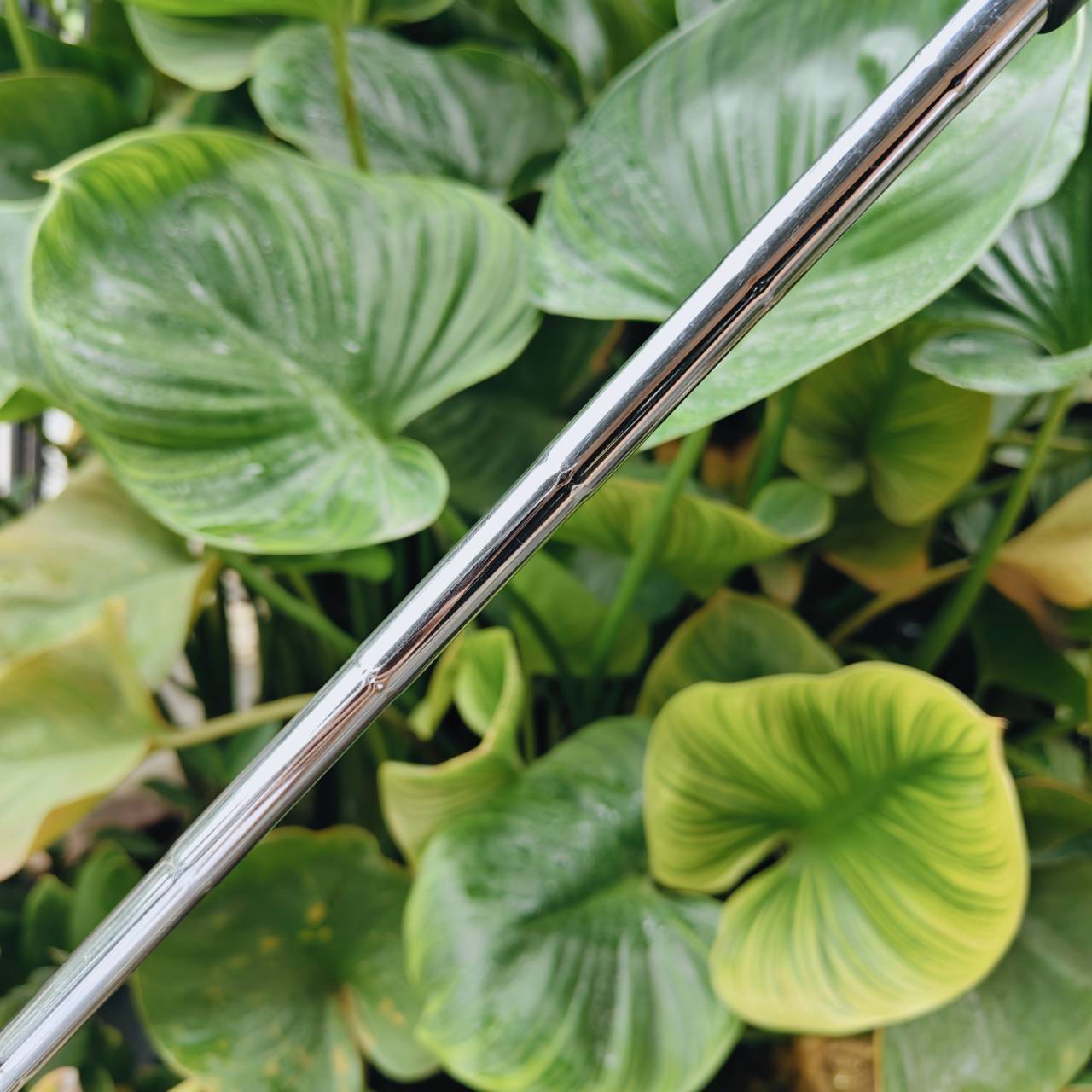 PING iSO-PUR 2 Putter พัตเตอร์ระดับตำนานจาก PING 🇺🇸 ที่ขึ้นชื่อเรื่อง “ฟีลนุ่มและบาลานซ์เยี่ยม”