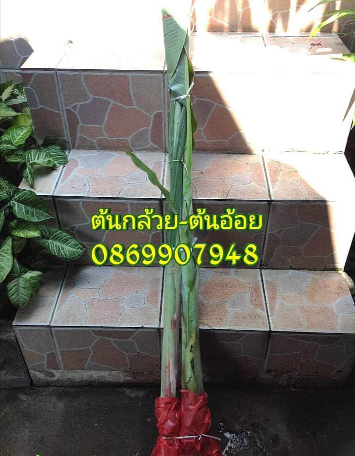 ต้นอ้อยต้นกล้วย (ขันหมาก)