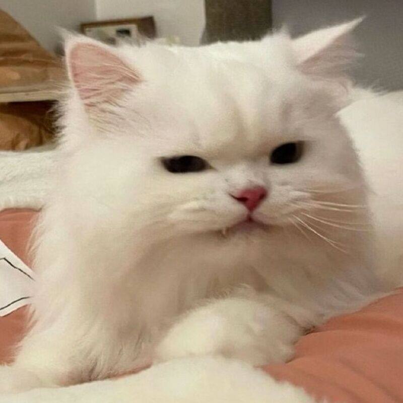 xzvxz