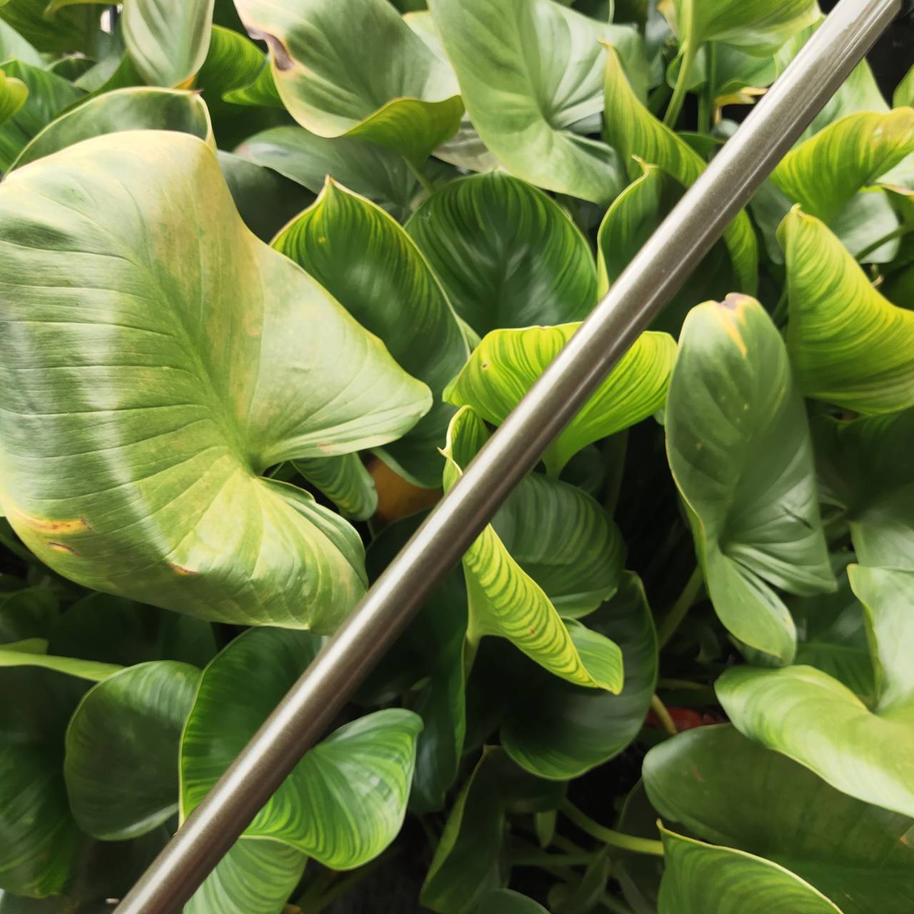 หัวไม้ 2 Callaway BIGBERTHAR ตีไกลมากกว่าหัวไม้ 3 มากค่ะ ใช้ทีออฟในหลุมที่ FW แคบก็ได้