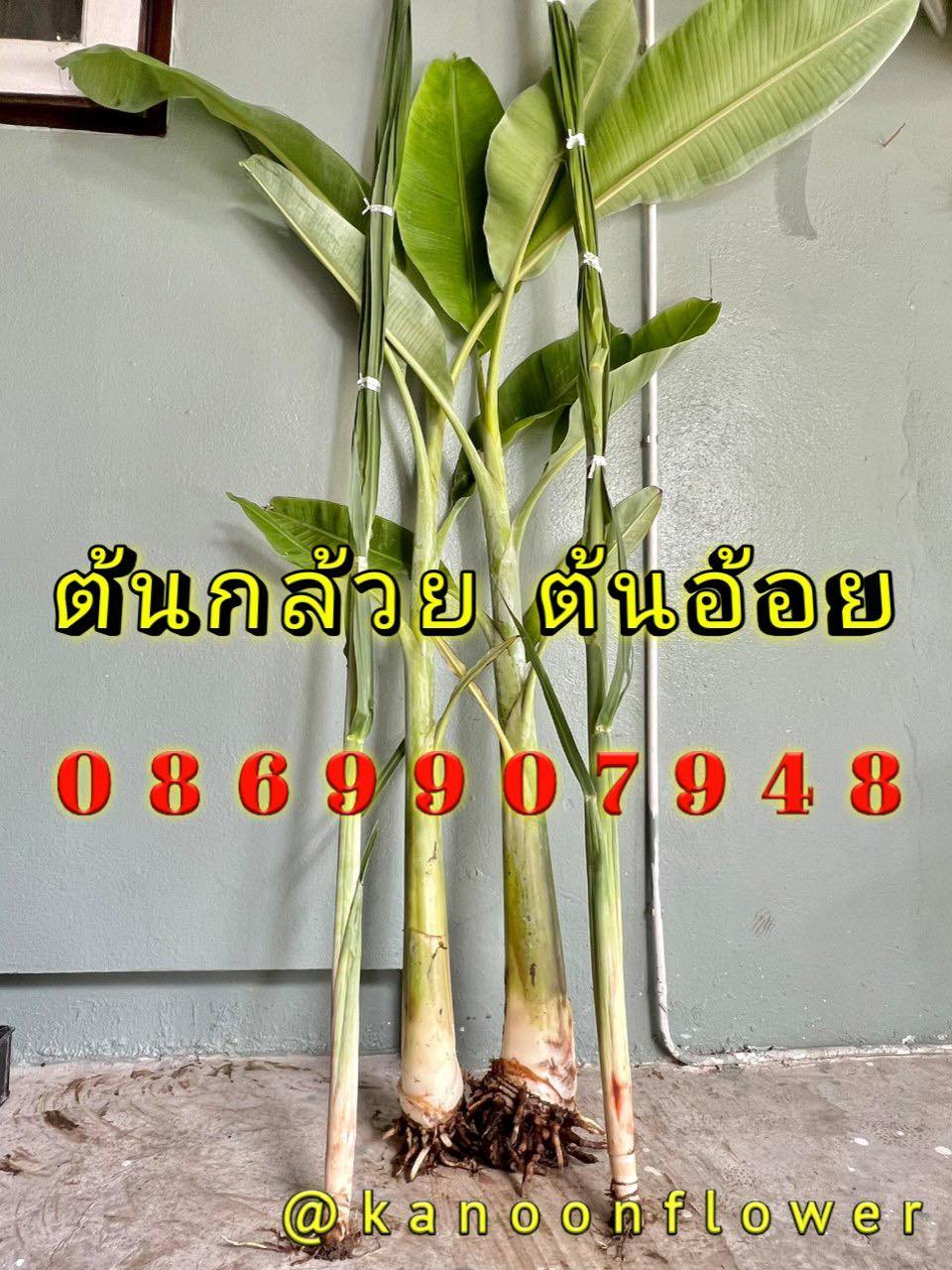 ต้นอ้อย ต้นกล้วย (ขันหมาก) (ทรงเครื่อง)