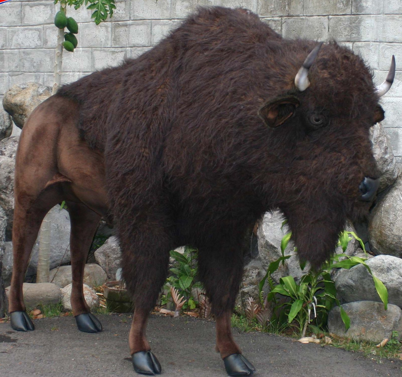 4883 American Bison 240 cm. L