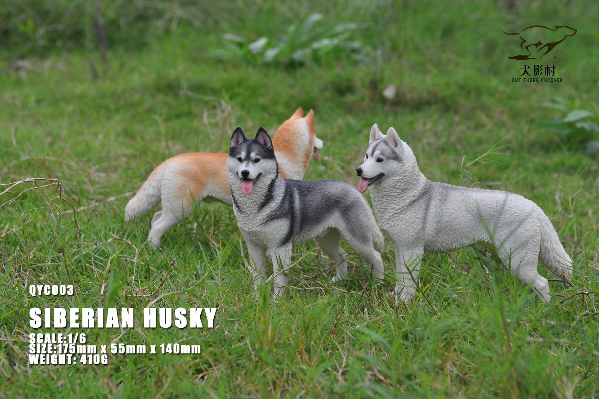 [สั่งจอง]QuanYingCun QYC003 A/B/C/D 1/6 : Husky