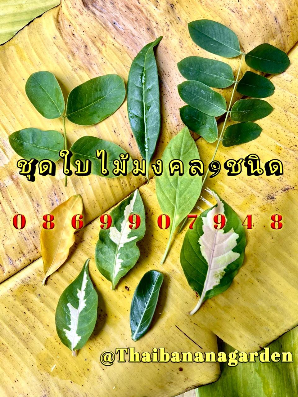 ใบไม้มงคล (พิธี)