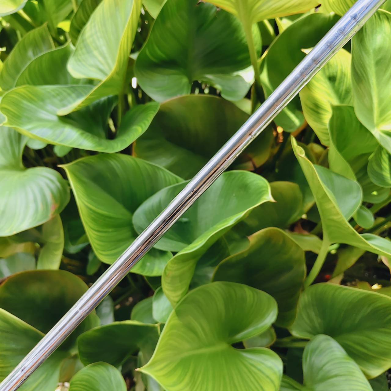 WEDGE Ping Tour-W 50°/12 ก้าน PING AWT FLEX R ขึ้นชื่อเรื่องชิพง่าย นุ่ม แม่นยำมาก