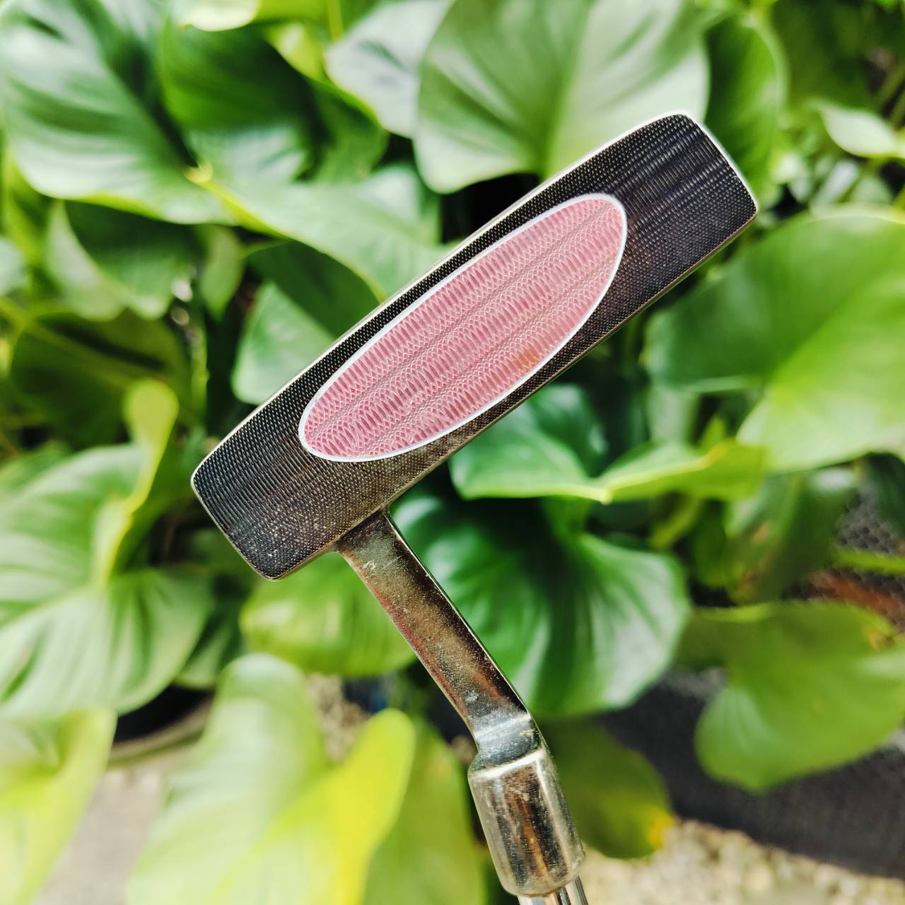 PUTTER ROSA ความยาว 34 นิ้ว หน้าสัมผัสเกาะไลน์มากๆ พัตต์นิ่ง และทรงมอลเล็ตชดเชยสูง พัตต์ตรงมาก ไม้กอล์ฟพรีเมี่ยมมือสอง ของแท้ By NakaraLuxurious