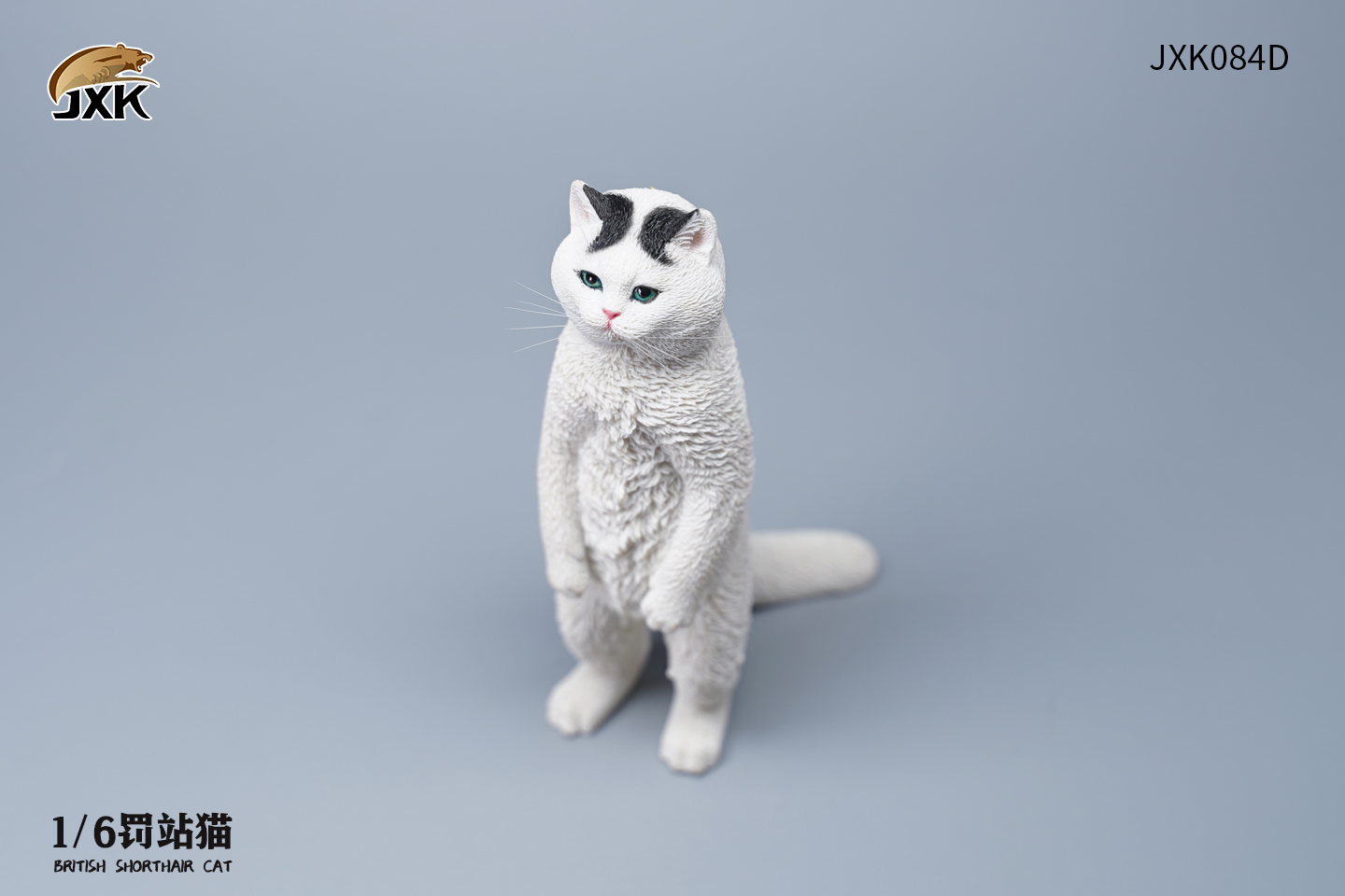 [สั่งจอง] JXK JXK084 1/6 : British Shorthair Cat