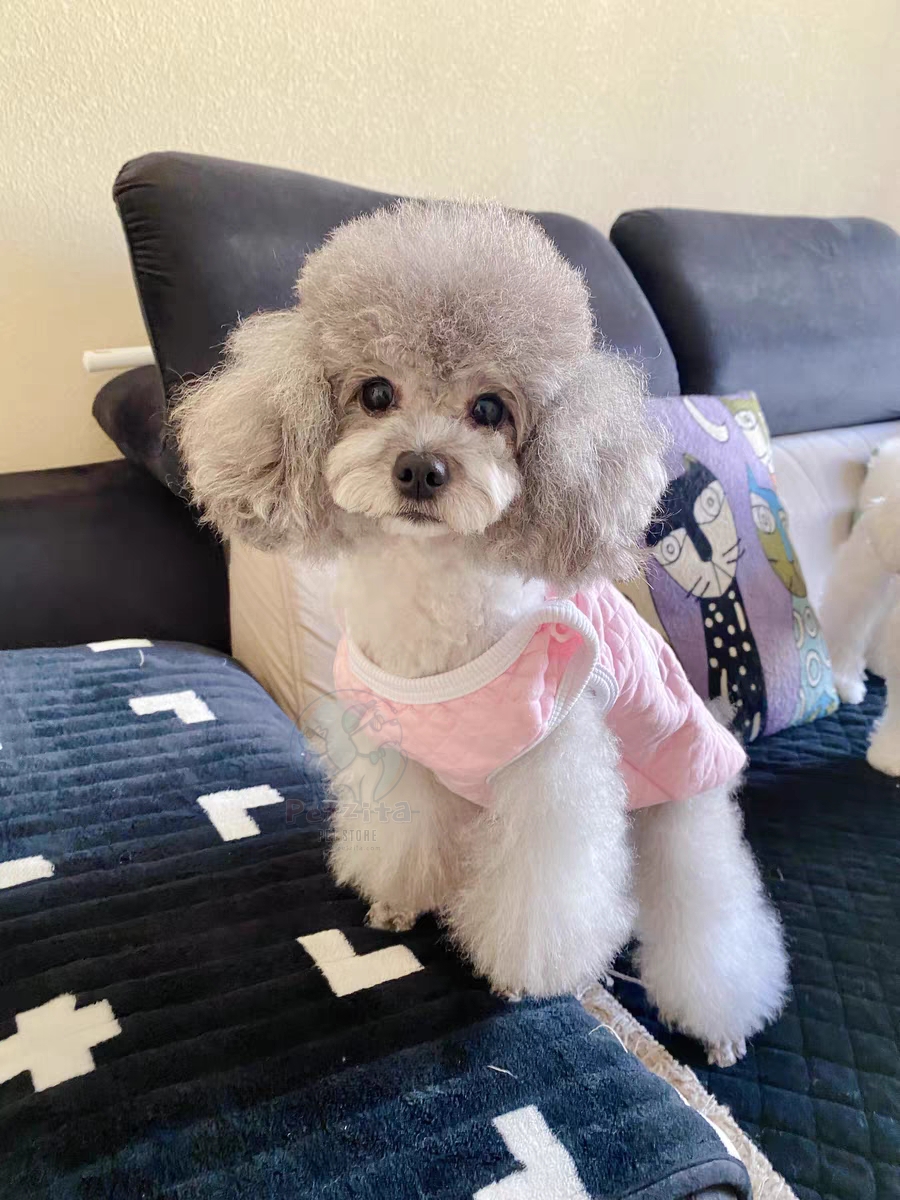 🇹🇭พร้อมส่ง🇹🇭 💗🌈 เสื้อกั๊ก สุดน่ารัก ผ้านุ่มนิ่ม สไตล์ญี่ปุ่น 🇯🇵 for pet สุนัข หมา แมว