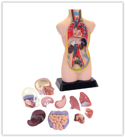 ร่างกายจำลอง โมเดลร่างกาย ขนาด 20 นิ้ว, ของเล่นเสริมพัฒนาการ, ของเล่นเด็ก, สื่อการสอน วิทยาศาสตร์