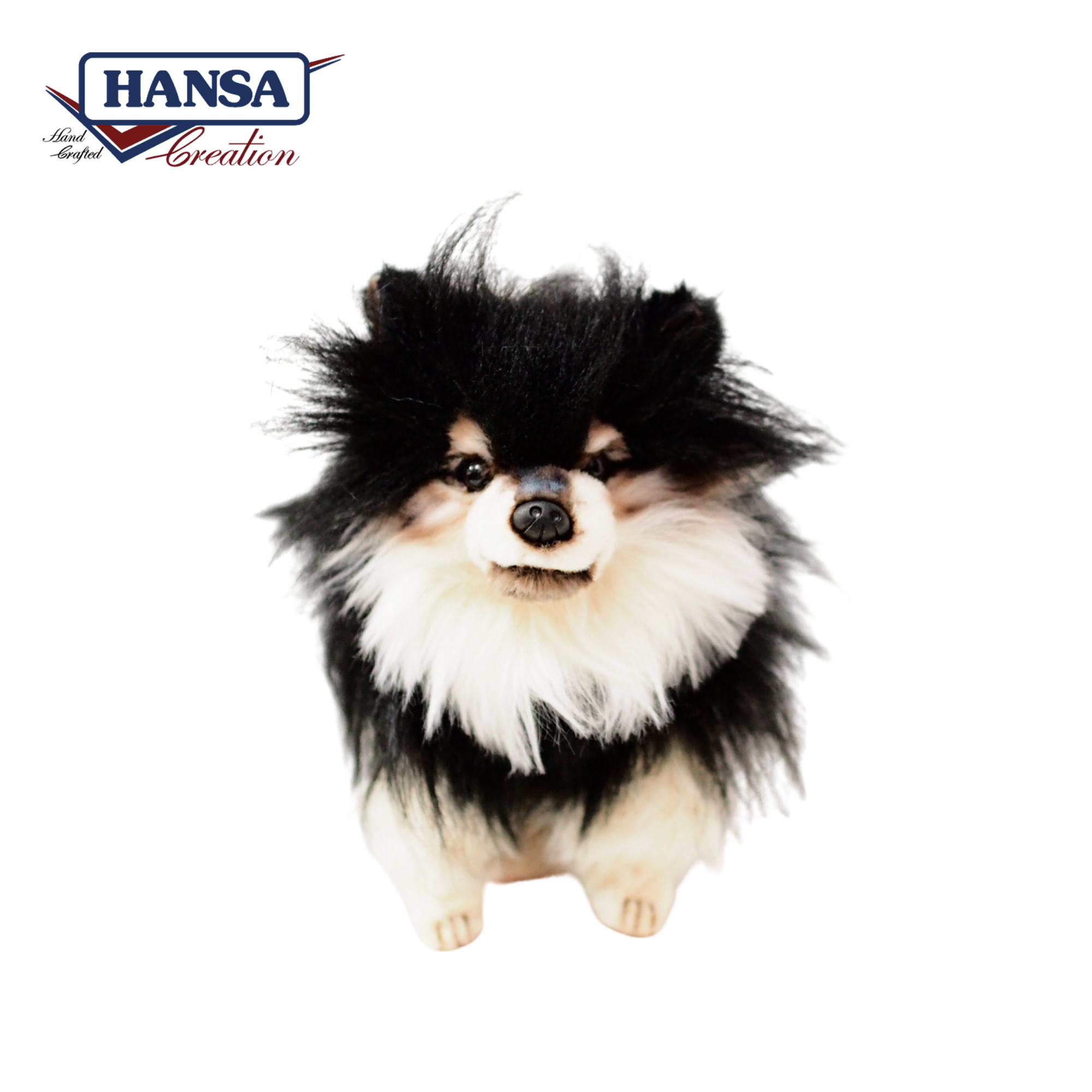 8043 Pomeranian Black Dog 36 cm. L