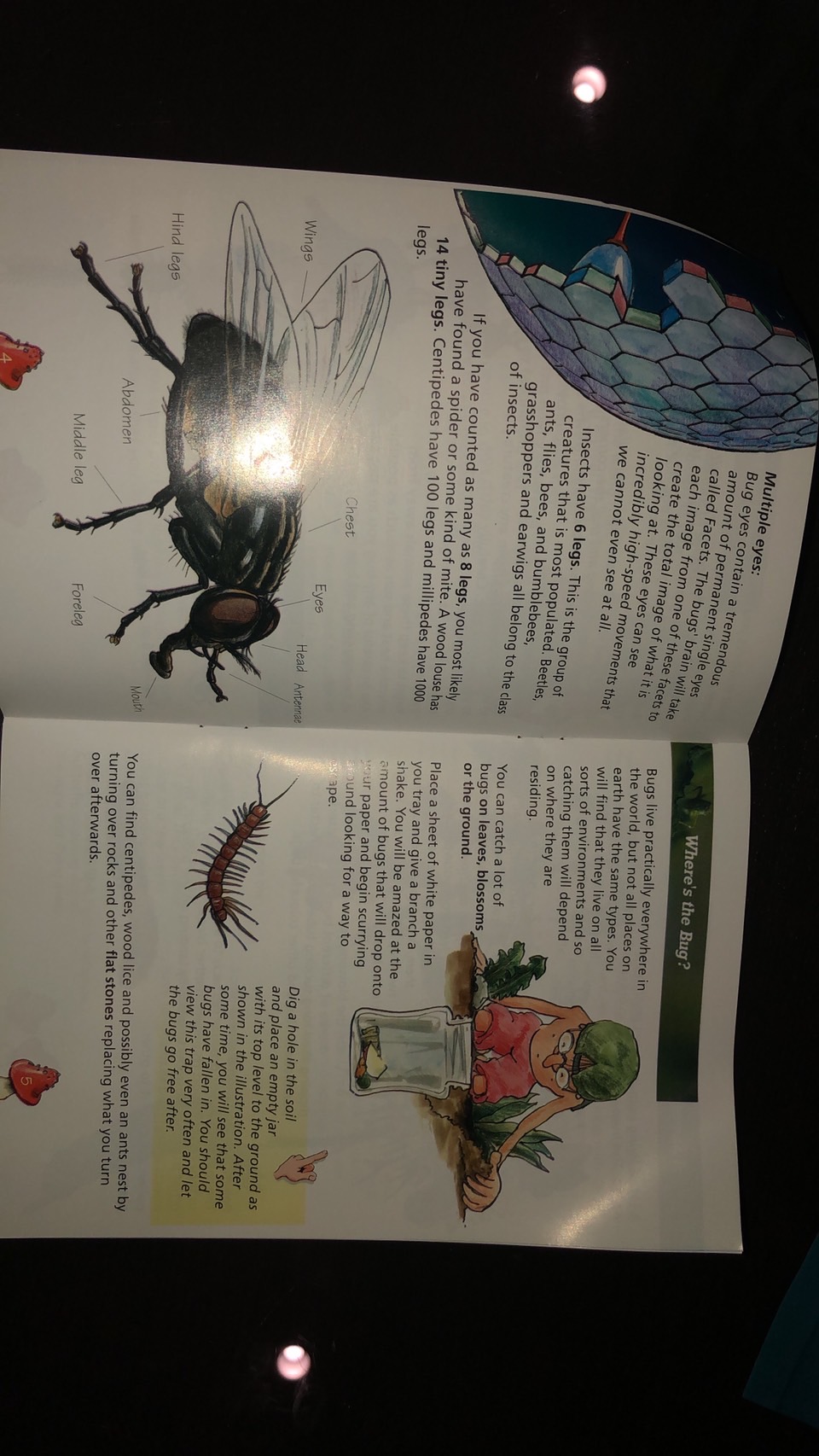 บ้านแมลง ,ชุดสำรวจแมลง ของเล่นเสริมพัฒนาการ, ของเล่นเด็ก, สื่อการสอน