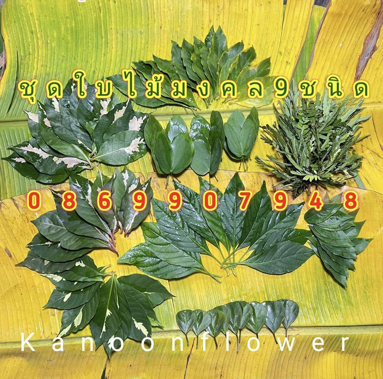 ชุดใบไม้มงคล9ชนิด