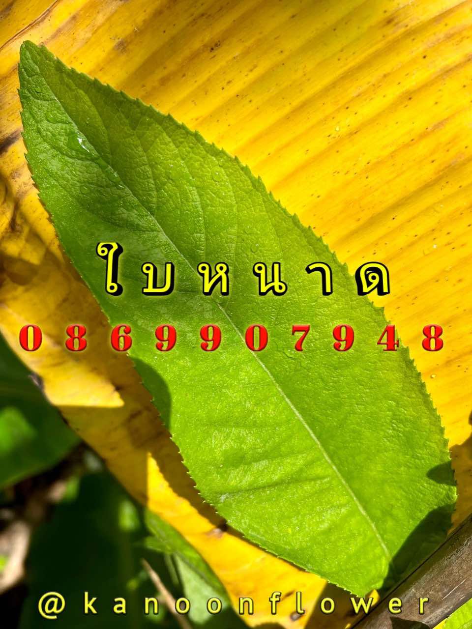 ใบไม้มงคล (พิธี)