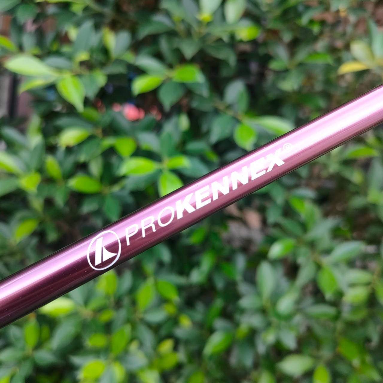 **ไม้กอล์ฟครบชุดสำหรับผู้หญิง** PROKENNEX SIGMA LADY