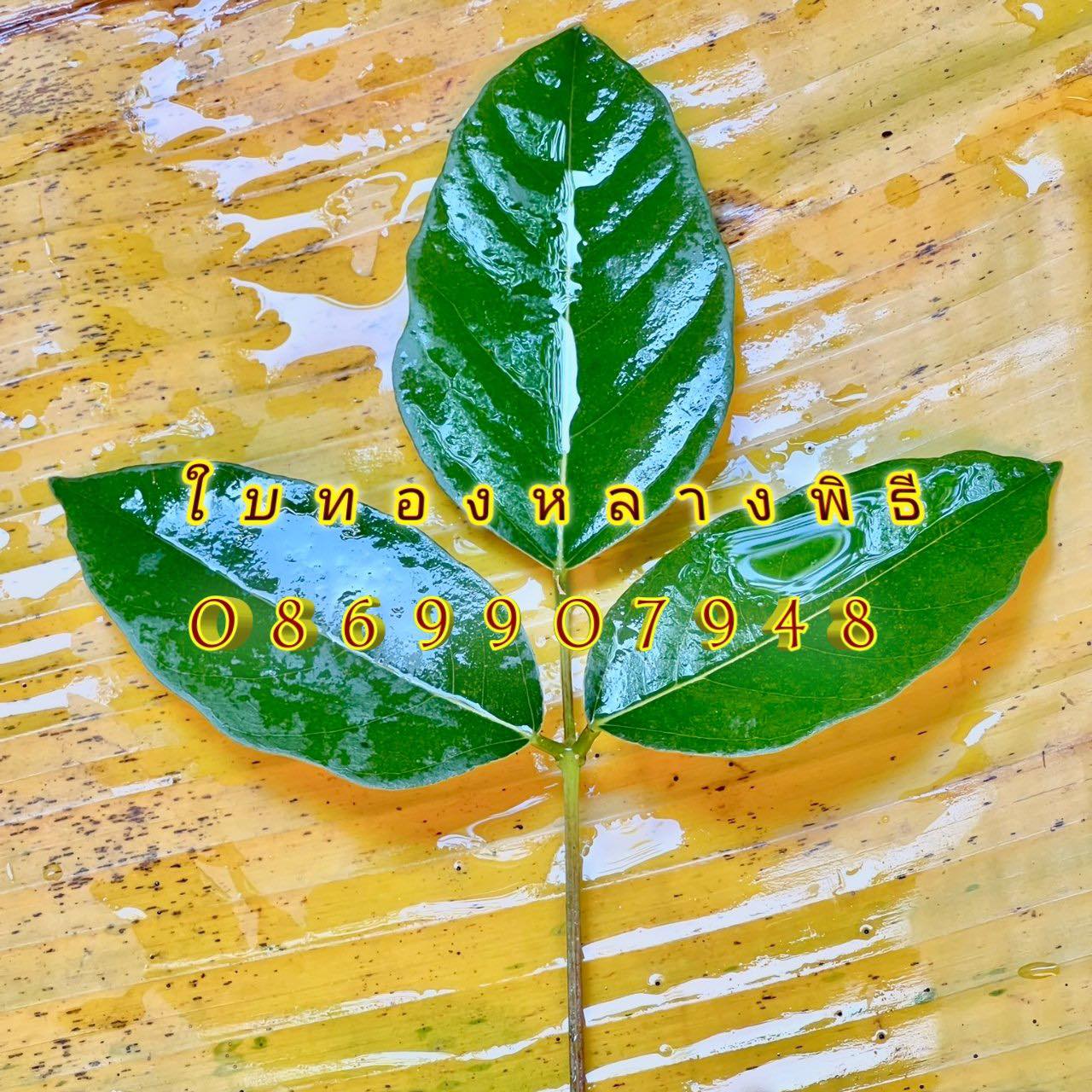 ใบไม้มงคล (พิธี)