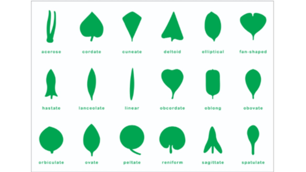 แผ่นควบคุมตู้รูปภาพใบไม้, ของเล่นเสริมพัฒนาการ, ของเล่นเด็กอนุบาล, สื่อการสอนเด็กอนุบาล,มอนเตสซอรี่ ,montessori, สื่อการสอนประถม