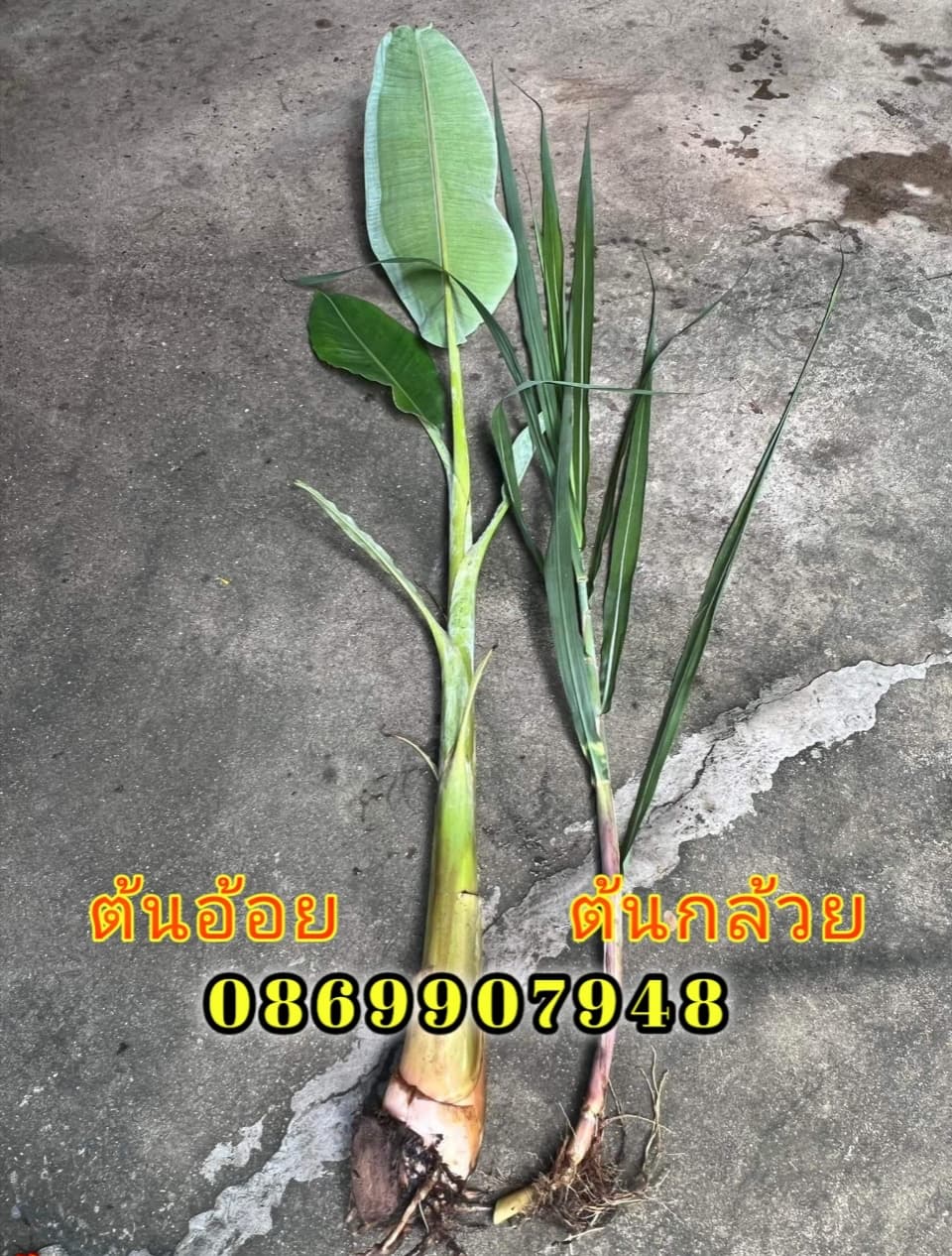 ต้นอ้อย ต้นกล้วย (ขันหมาก) (ทรงเครื่อง)