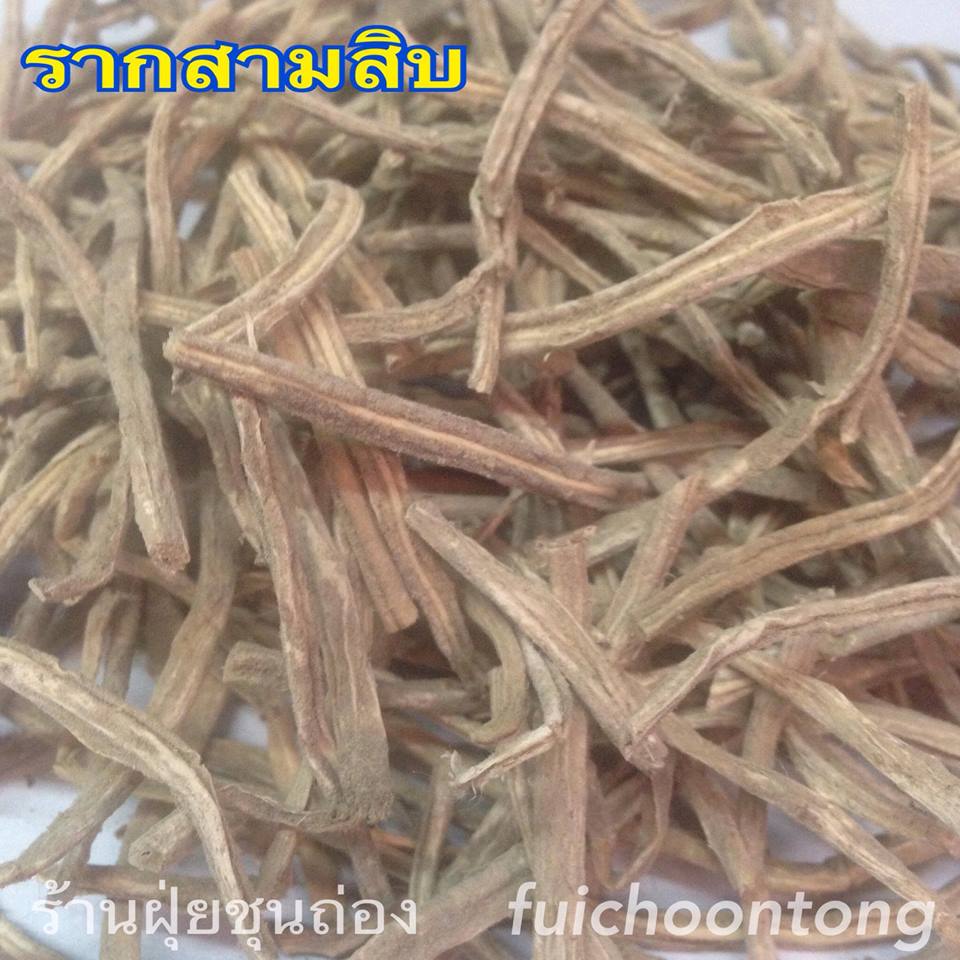 รากสามสิบ