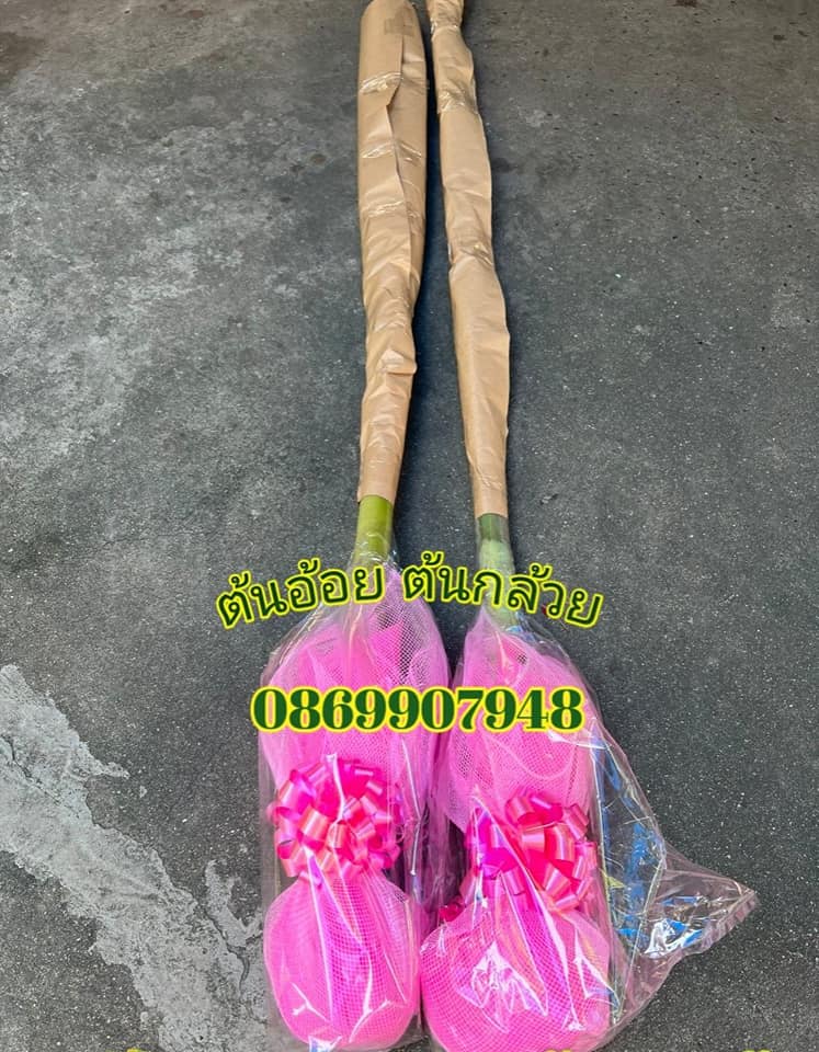 ต้นอ้อย ต้นกล้วย (ขันหมาก) (ทรงเครื่อง)