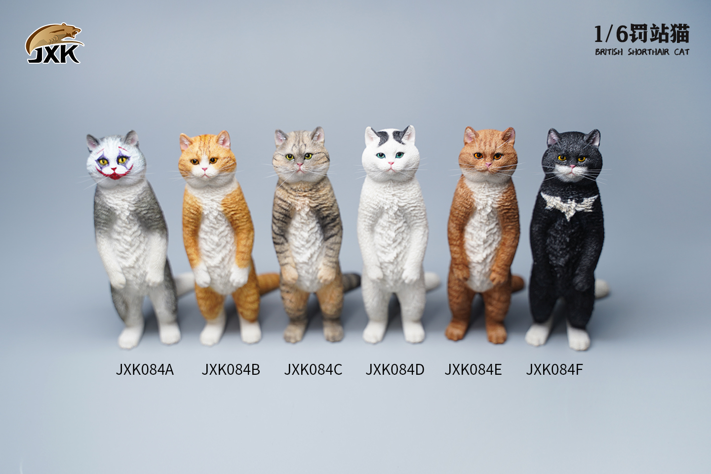 [สั่งจอง] JXK JXK084 1/6 : British Shorthair Cat