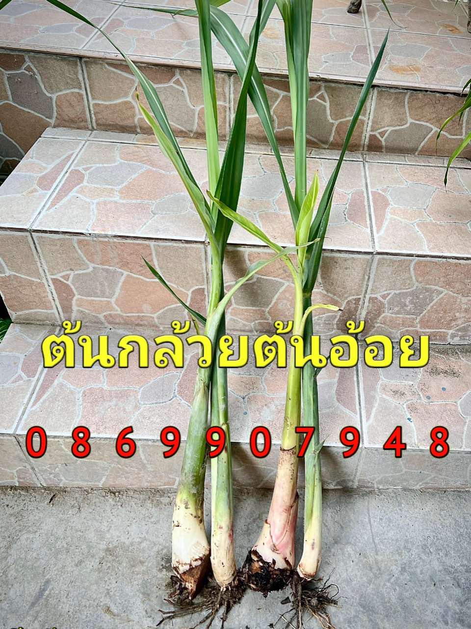 ต้นอ้อย ไหว้พระจันทร์