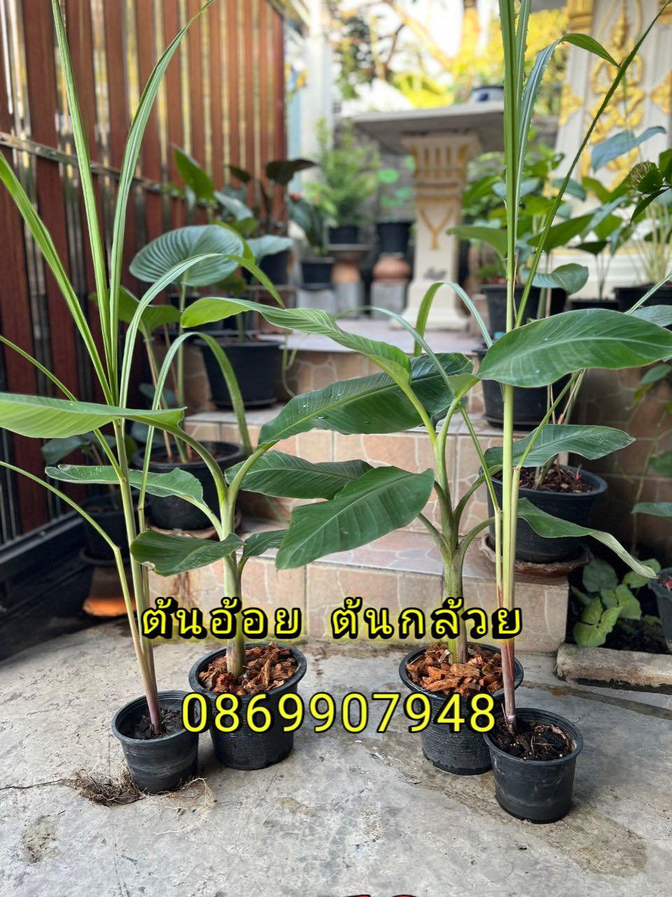 ต้นอ้อย ต้นกล้วย (ขันหมาก) (ทรงเครื่อง)