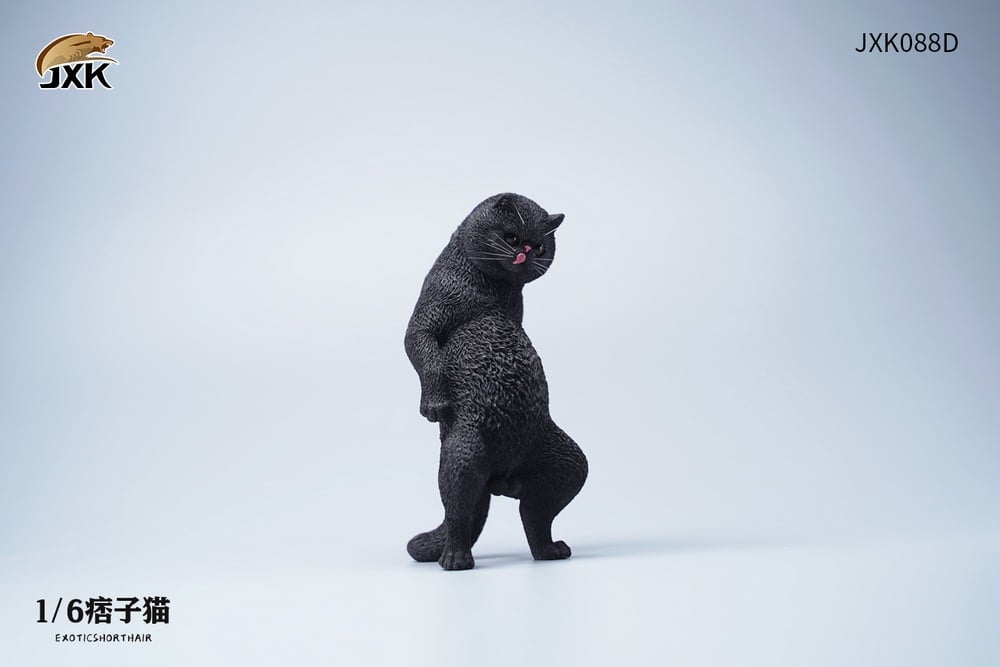 [สั่งจอง]JXK JXK088 1/6 : Exoticshorthair