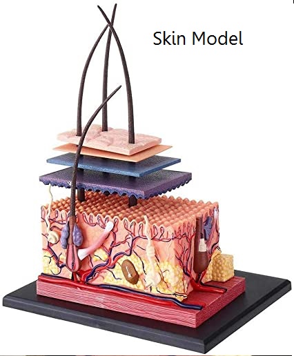 แบบจำลองผิวหนัง โมเดล Skin-4D Model สื่อการสอน วิทยาศาสตร์ การแพทย์