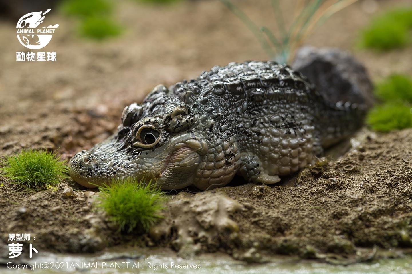 [สั่งจอง]Animal Planet : Chinese Treasure