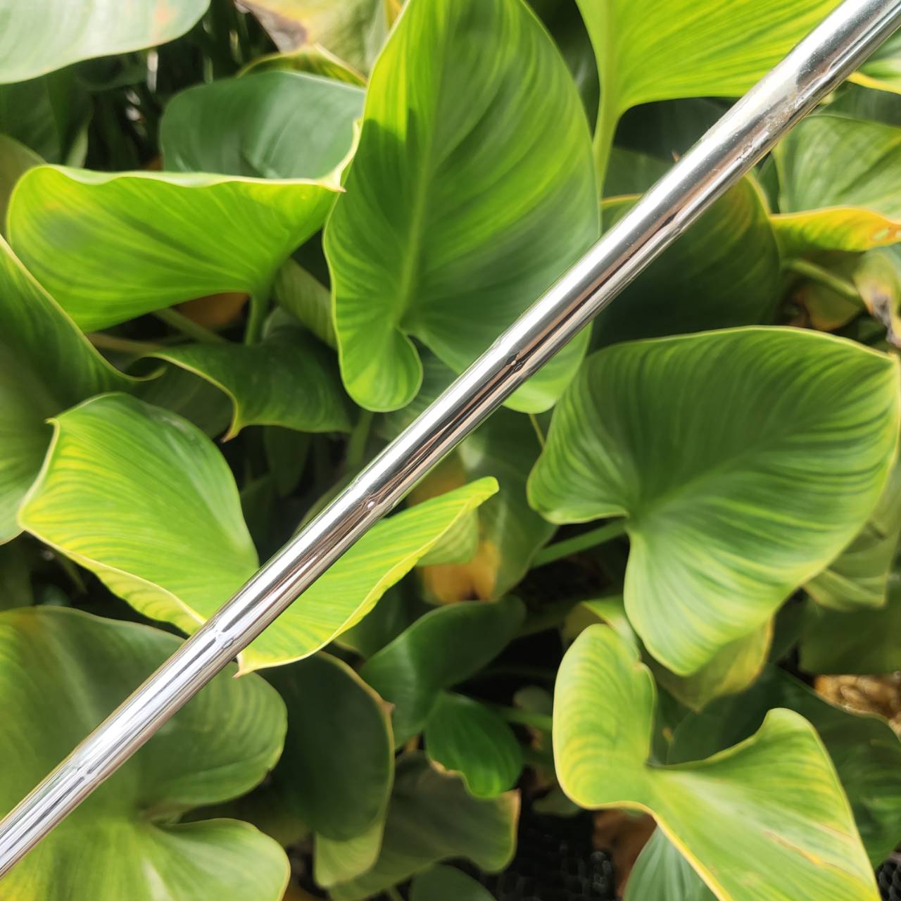 PUTTER CRAIGTON OF Scotland ความยาว 34 นิ้ว ทรงมอลเล็ตใหญ่ HIGH M.O.I.