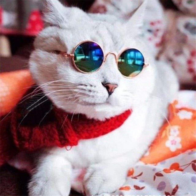 🇹🇭พร้อมส่ง🇹🇭😎😎🕶 แว่นตาแมว แว่นตาสุนัขพันธุ์เล็ก โทนเข้มเท่ห์ๆ