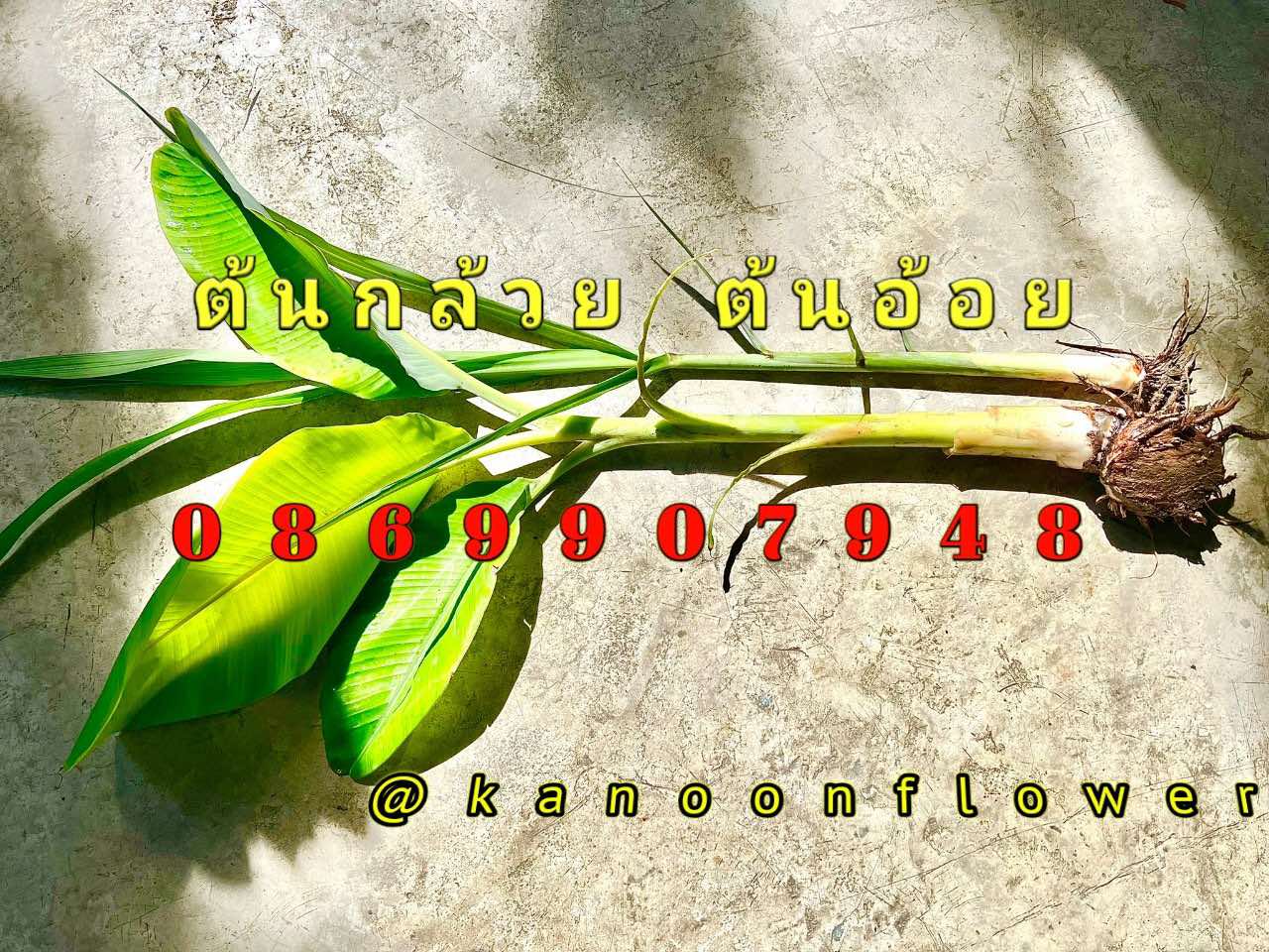 ต้นอ้อย ต้นกล้วย (ขันหมาก) (ทรงเครื่อง)