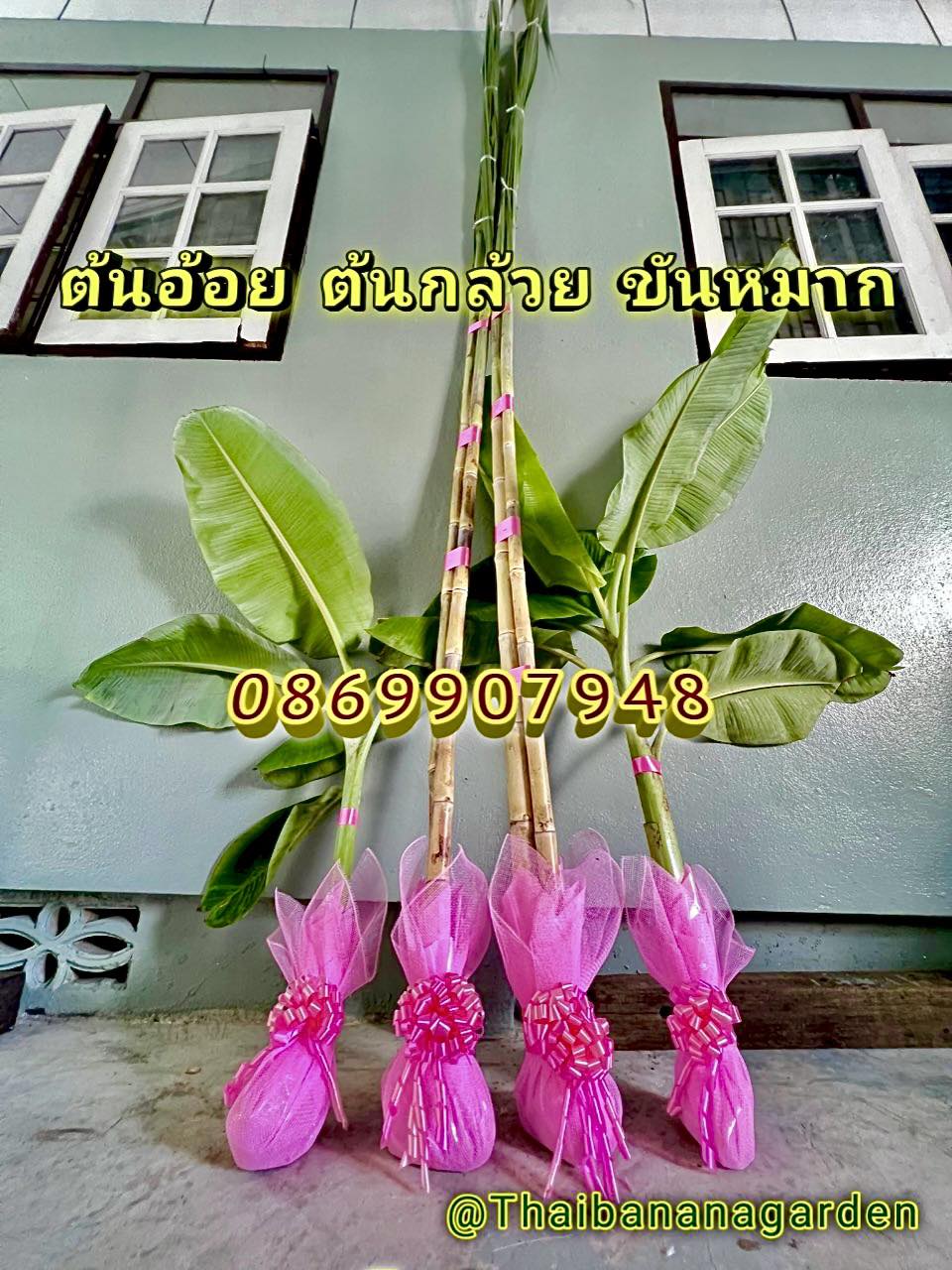 ต้นอ้อย ต้นกล้วย (ขันหมาก) (ทรงเครื่อง)
