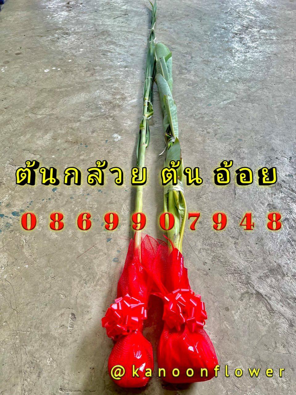 ต้นอ้อย ต้นกล้วย (นุ่งผ้าสีเเดง)