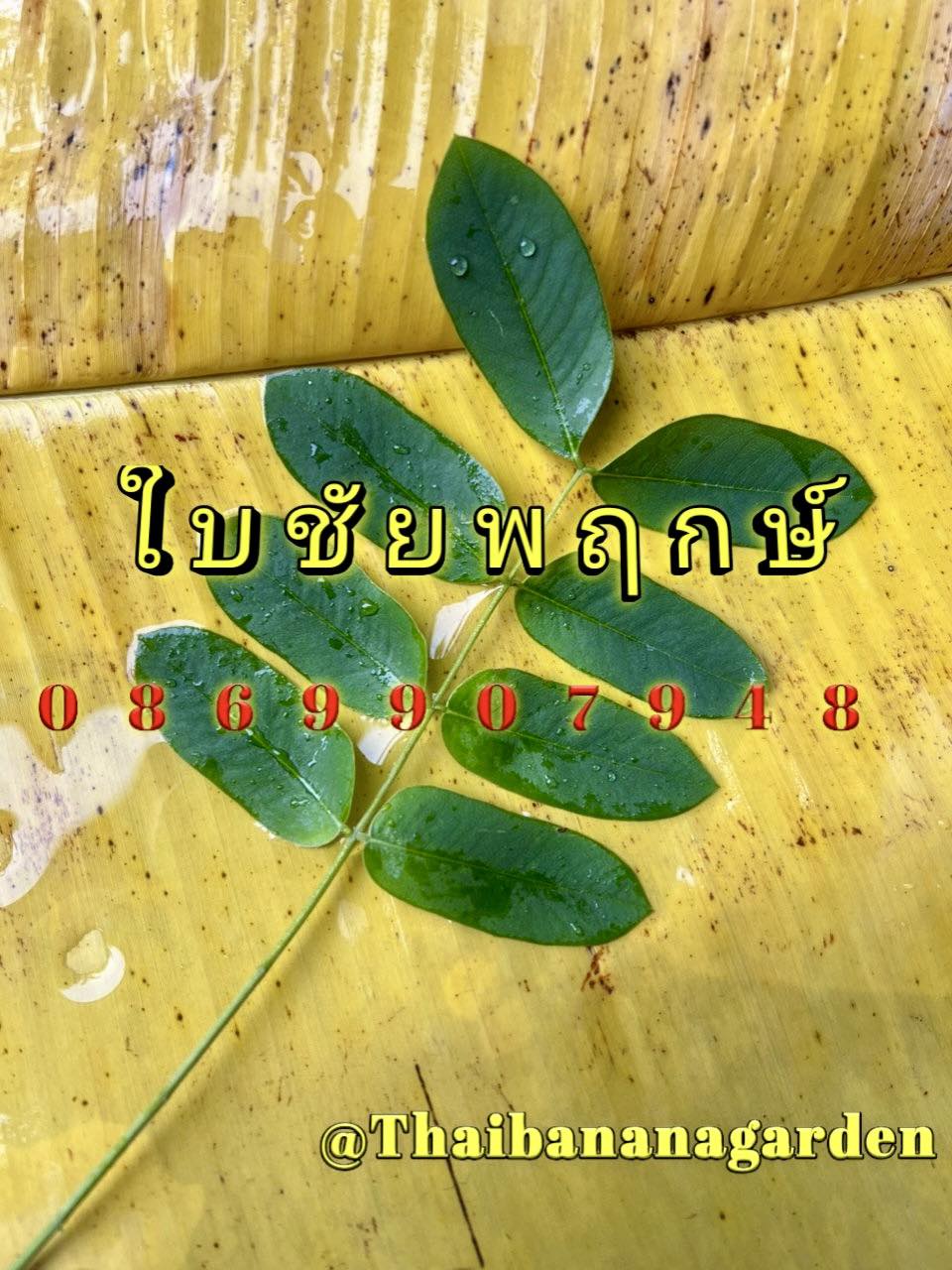 ใบไม้มงคล (พิธี)