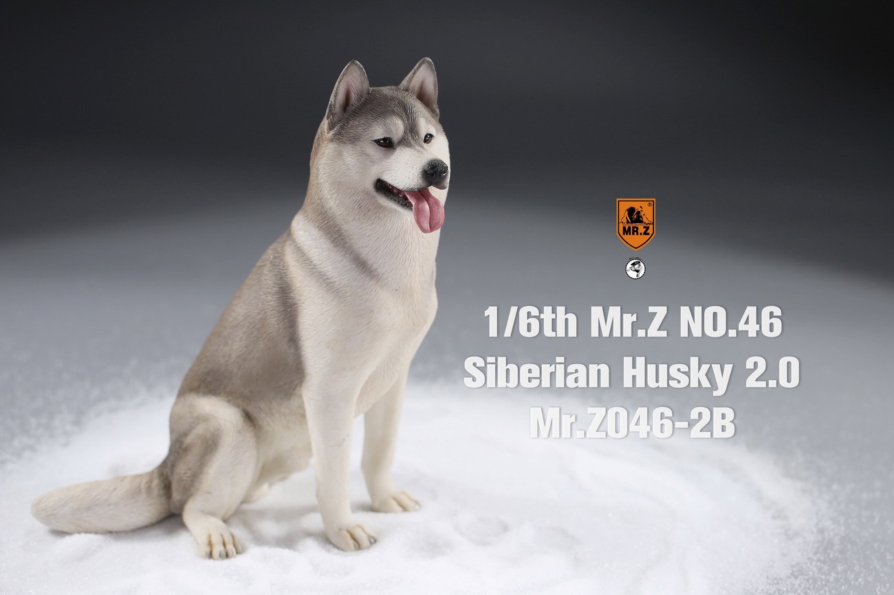 [สั่งจอง] MR. Z Animal Model MRZ046 1/6th Siberian Husky2.0（8 models in total）