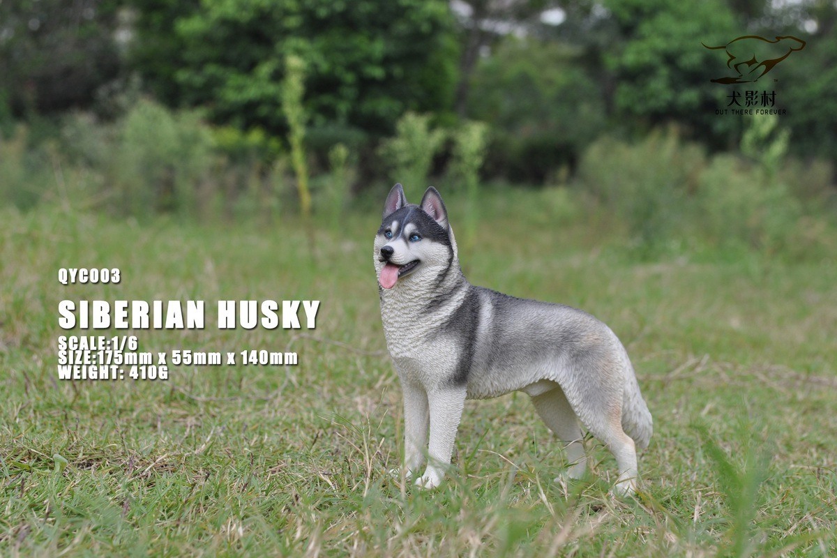 [สั่งจอง]QuanYingCun QYC003 A/B/C/D 1/6 : Husky