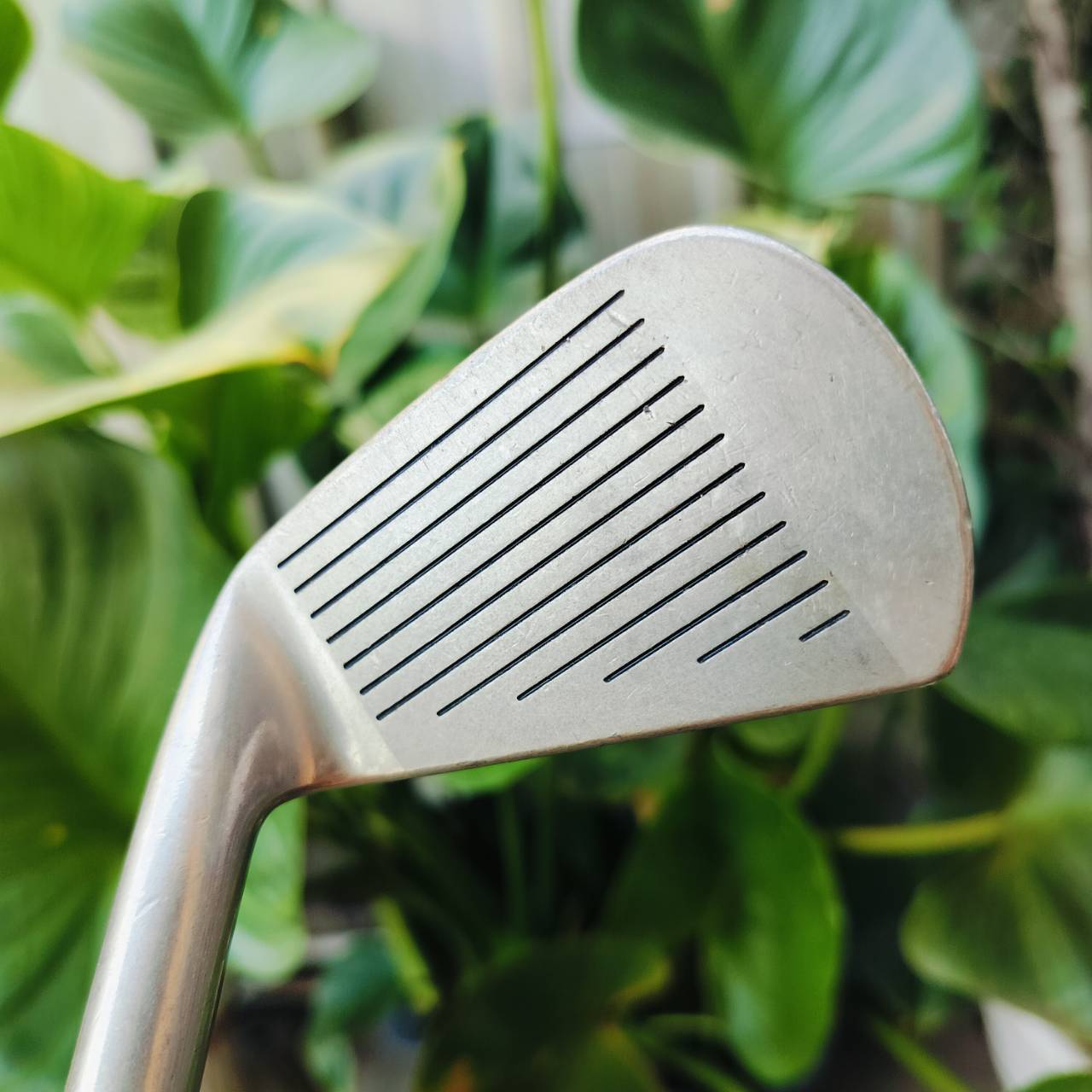 เหล็ก 7 MIZUNO PRO MS207 ก้าน TF - PRO FLEX 7 เป็นเหล็ก FORGED CAVITY ใบขนาดไม่ใหญ่ ตีง่าย ตีนุ่ม ไม้กอล์ฟพรีเมี่ยมมือสอง ของแท้ By NakaraLuxurious
