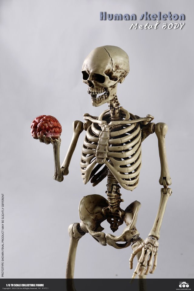 [สั่งจอง]COOMODEL NO.BS011 1/6 THE HUMAN SKELETON (DIECAST ALLOY)