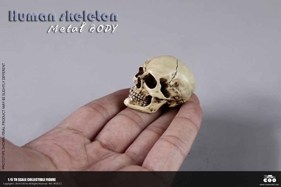 [สั่งจอง]COOMODEL NO.BS011 1/6 THE HUMAN SKELETON (DIECAST ALLOY)