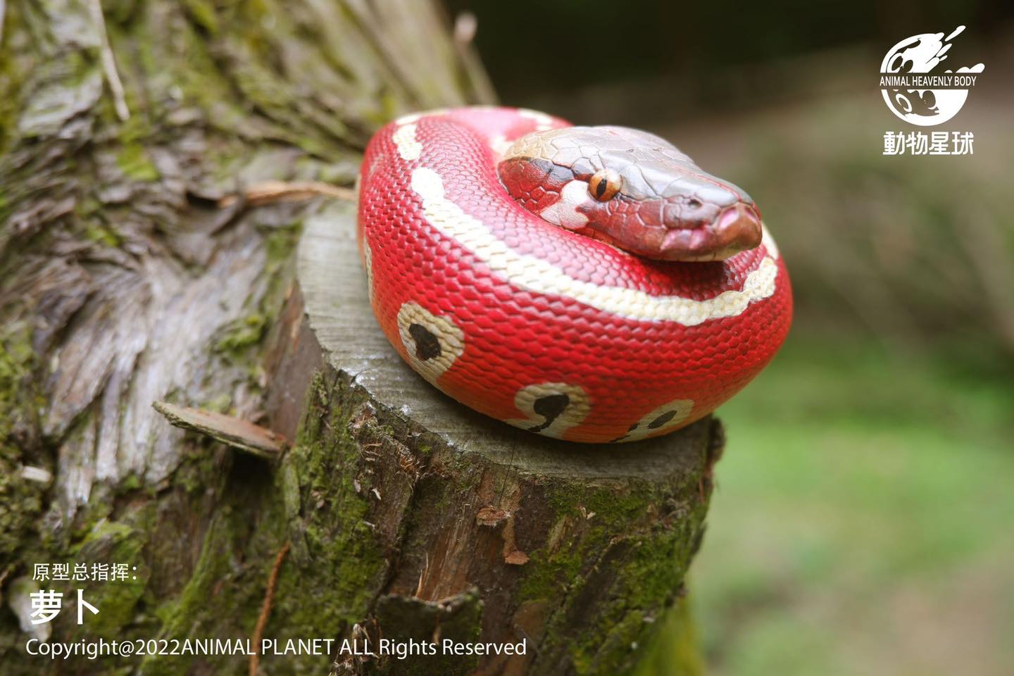 [สั่งจอง]Animal Planet : a series of laugh and grow fat No.9