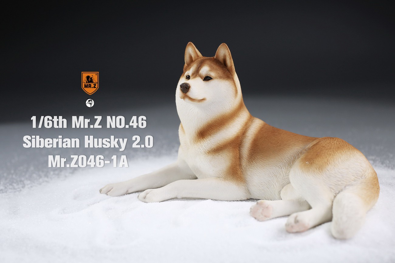[สั่งจอง] MR. Z Animal Model MRZ046 1/6th Siberian Husky2.0（8 models in total）
